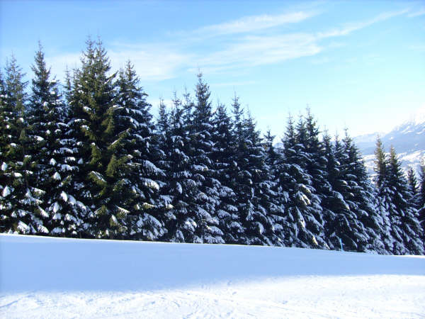 Frosty trees